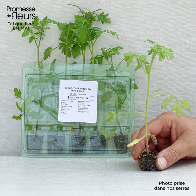 Exemplaar van Cherrytomaat Gold Nugget (jonge planten) Mini-mot Ø 3/4 cm zoals geleverd in de lente