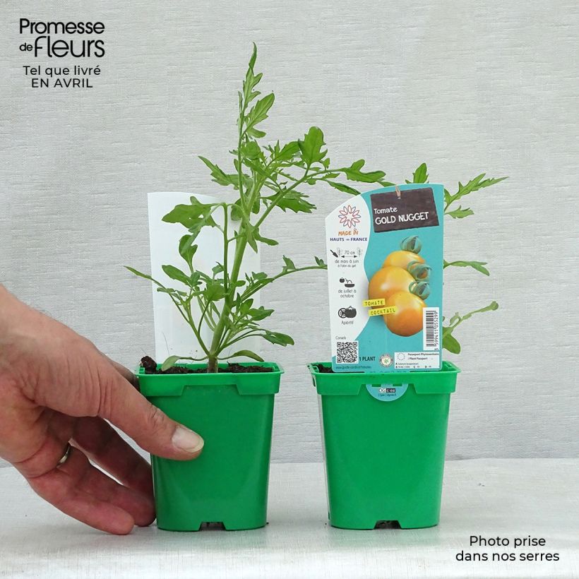 Exemplaar van Cherrytomaat Gold Nugget (jonge planten) Pot van 10 cm/11 cm zoals geleverd in de lente