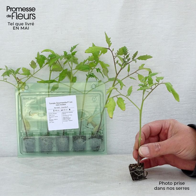 Exemplaar van Tomaat Gourmandia F1 (jonge planten) Mini-mot Ø 3/4 cm zoals geleverd in de lente
