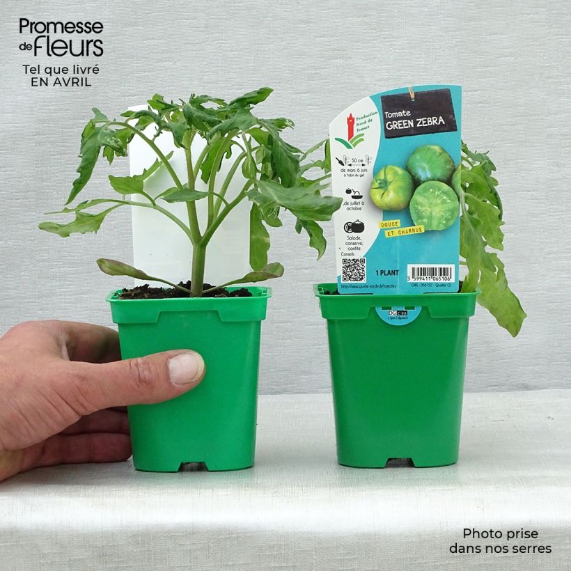 Example of Tomaat Green Zebra (jonge planten) Pot van 10 cm/11 cm as you get in printemps
