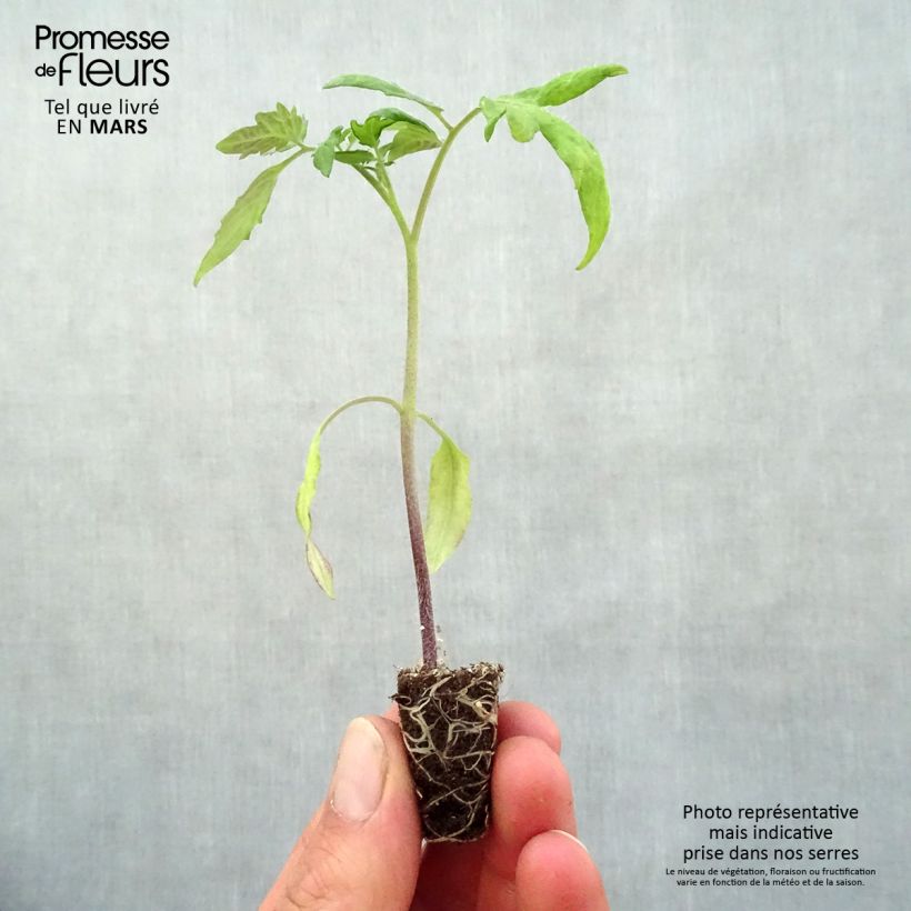 Exemplaar van Tomaat Lemon Boy F1 (jonge planten) Mini-mot Ø 3/4 cm zoals geleverd in de lente