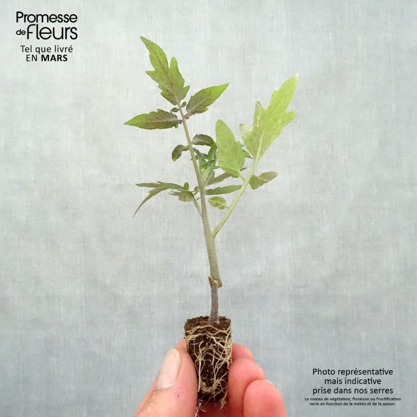 Exemplaar van Tomaat Maestria F1 (jonge planten - geënt) Mini-mot Ø 1,5/2,5 cm zoals geleverd in de lente