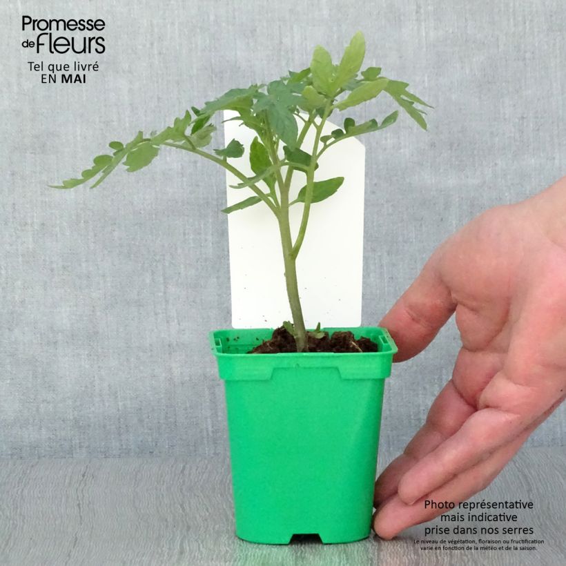 Exemplaar van Tomaat Maestria F1 (jonge planten) Pot van 10 cm/11 cm zoals geleverd in de lente