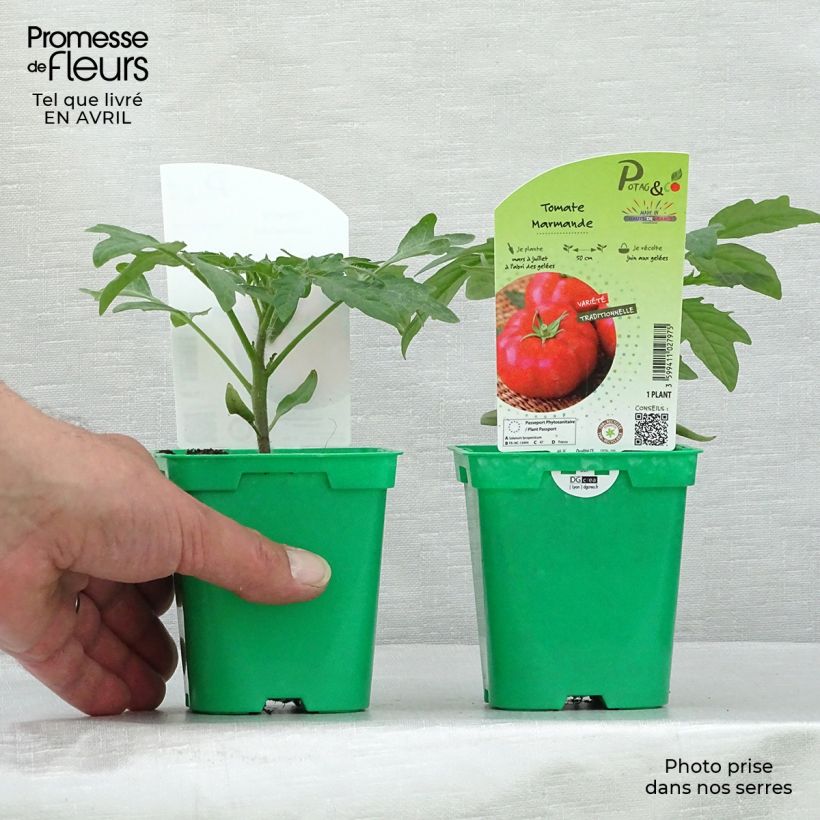 Exemplaar van Vleestomaat Marmande (jonge planten) Pot van 10 cm/11 cm zoals geleverd in de lente