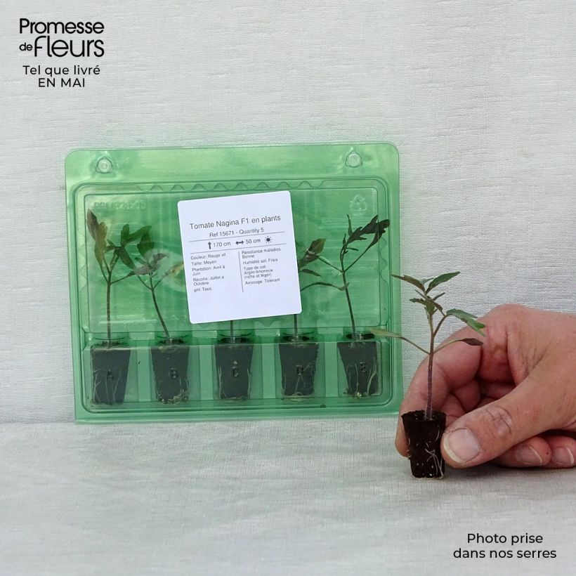 Exemplaar van Tomaat Nagina F1 (jonge planten) Mini-mot Ø 1,5/2,5 cm zoals geleverd in de lente