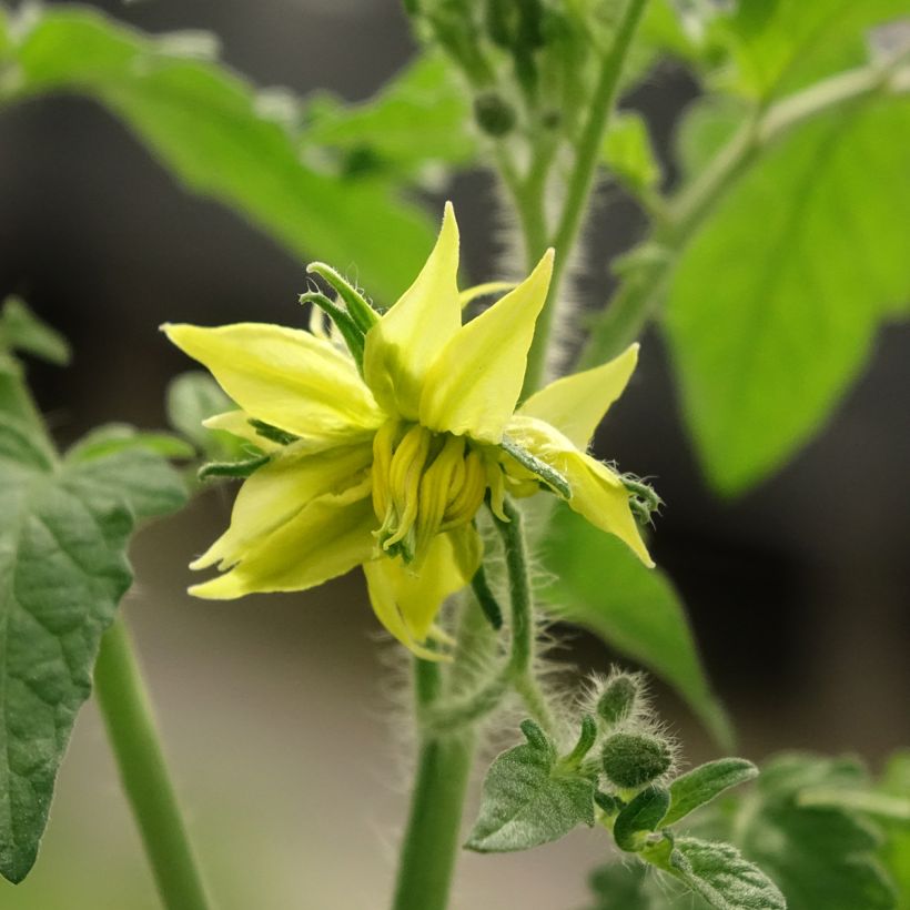 Tomaat Zwarte van de Krim F1 (jonge planten - geënt) (Bloei)