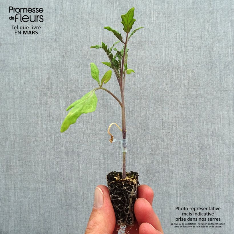 Exemplaar van Vleestomaat Ochsenherz Orange (jonge planten - geënt) Mini-mot Ø 3/4 cm zoals geleverd in de lente