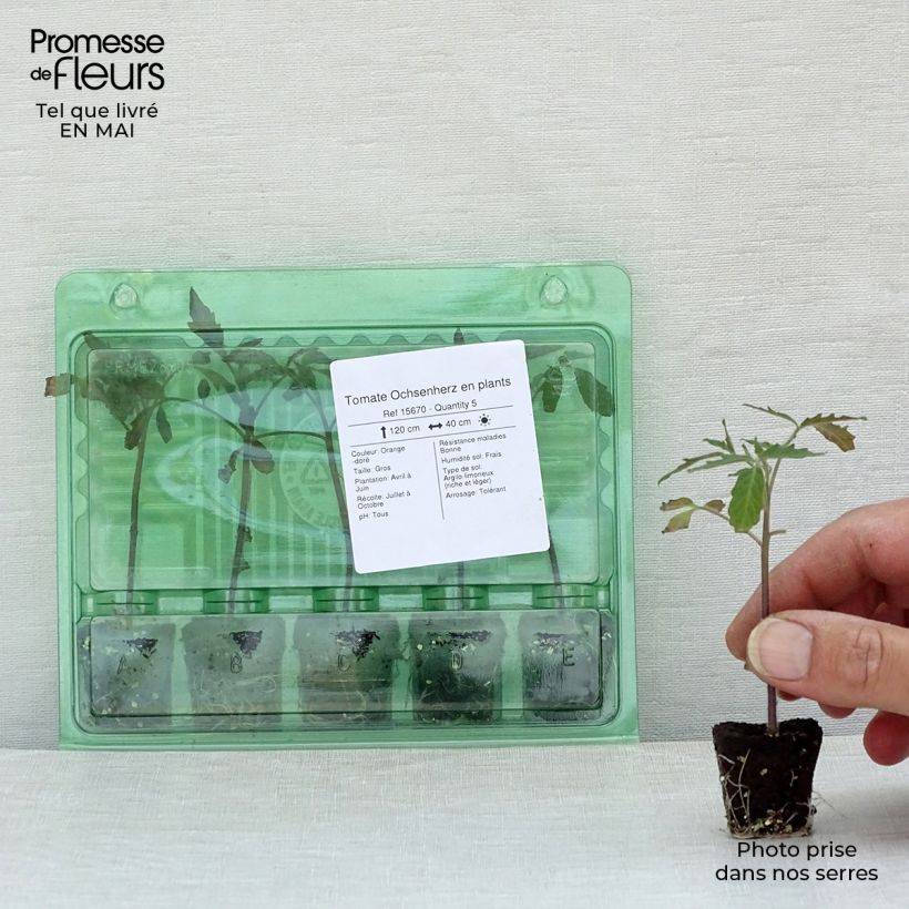 Exemplaar van Vleestomaat Ochsenherz (jonge planten) Mini-mot Ø 3/4 cm zoals geleverd in de lente