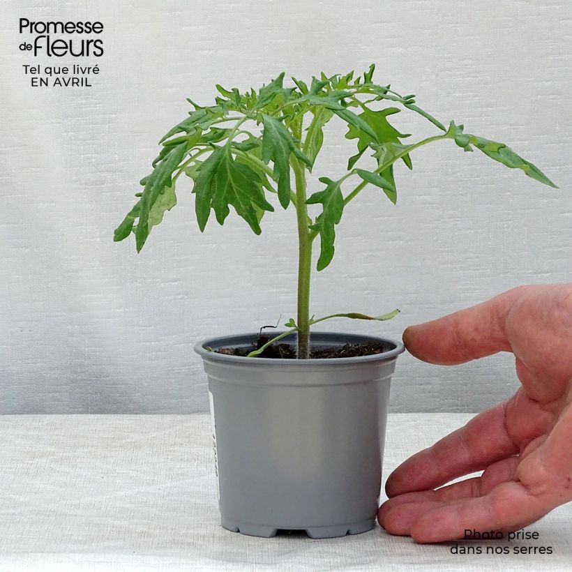 Exemplaar van Tomaat Orange Queen (jonge planten) Pot van 10 cm/11 cm zoals geleverd in de lente