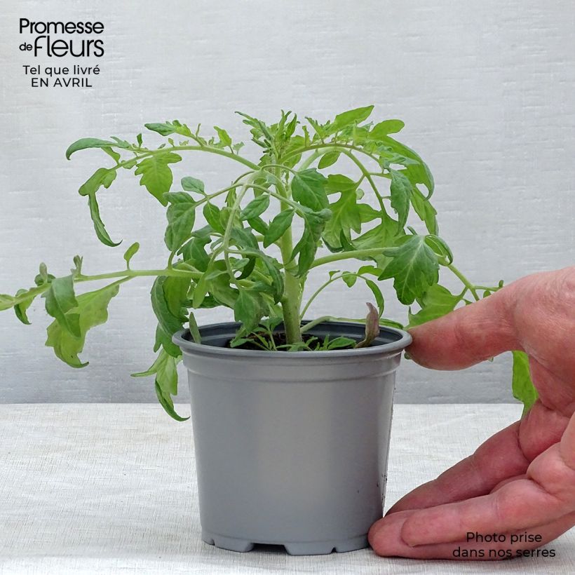 Example of Cherrytomaat Pendulina Red (jonge planten) Kweekpotje van 8/9 cm as you get in printemps