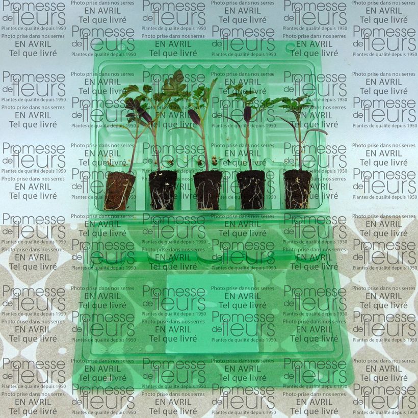 Voorbeeld van een exemplaar van Cherrytomaat Pepe F1 (jonge planten) Mini-mot Ø 3/4 cm zoals geleverd