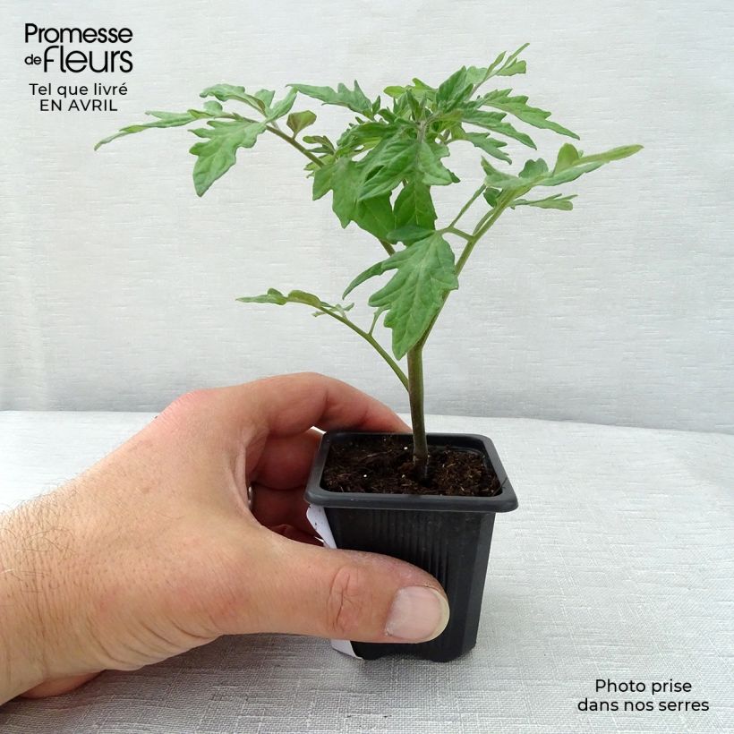Exemplaar van Trostomaat Premio F1 (jonge planten) Pot van 10 cm/11 cm zoals geleverd in de lente