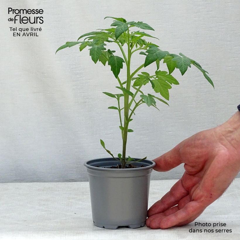 Example of Tomaat Zwarte pruim (jonge planten) Pot van 10 cm/11 cm as you get in printemps