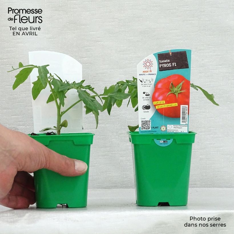 Exemplaar van Tomaat Pyros F1 (jonge planten) Pot van 10 cm/11 cm zoals geleverd in de lente
