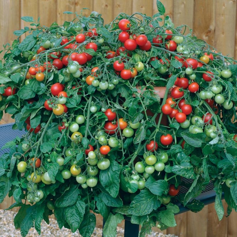 Cherrytomaat Red Profusion F1 (zaad) (Groeiplaats)