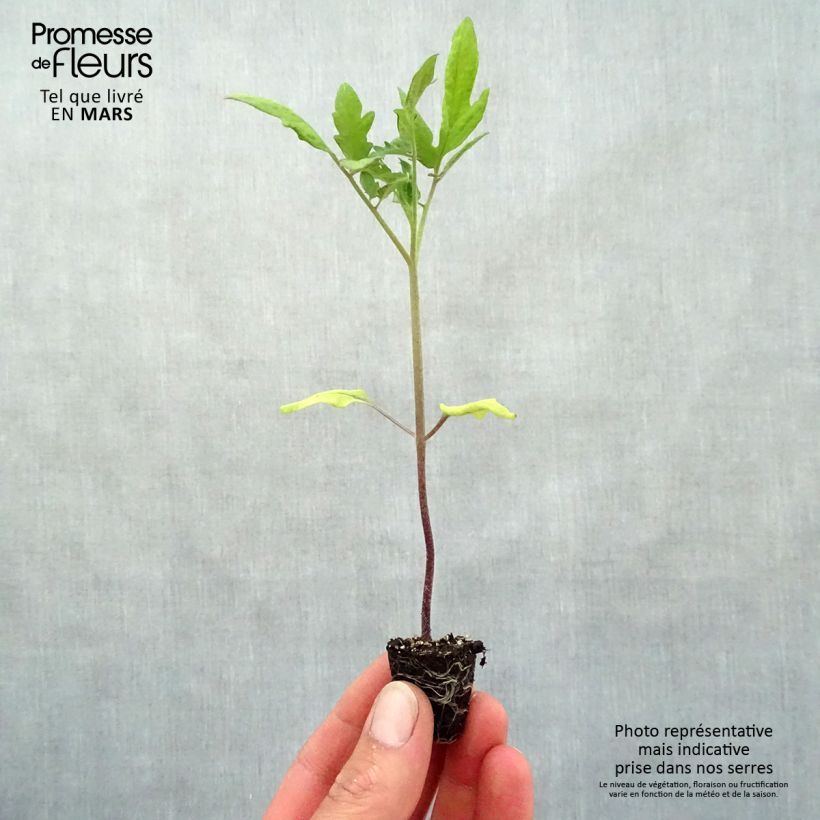 Example of Tomaat Rose Crush BIO Mini-mot Ø 3/4 cm as you get in printemps