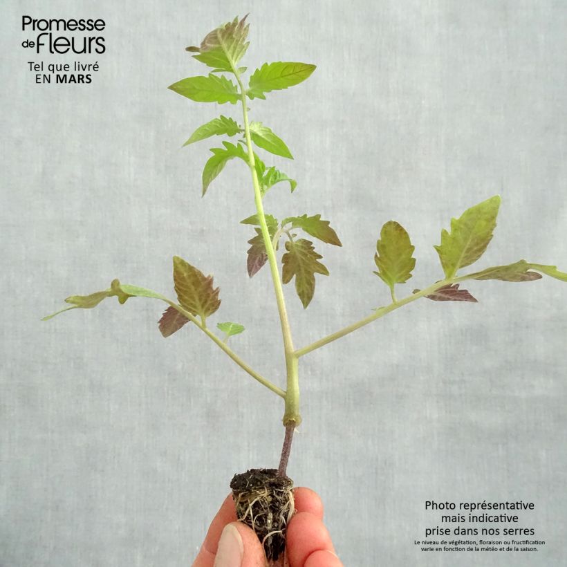 Exemplaar van Tomaat Russe geënt BIO (jonge geënte planten in perspotjes) Mini-mot Ø 1,5/2,5 cm zoals geleverd in de lente