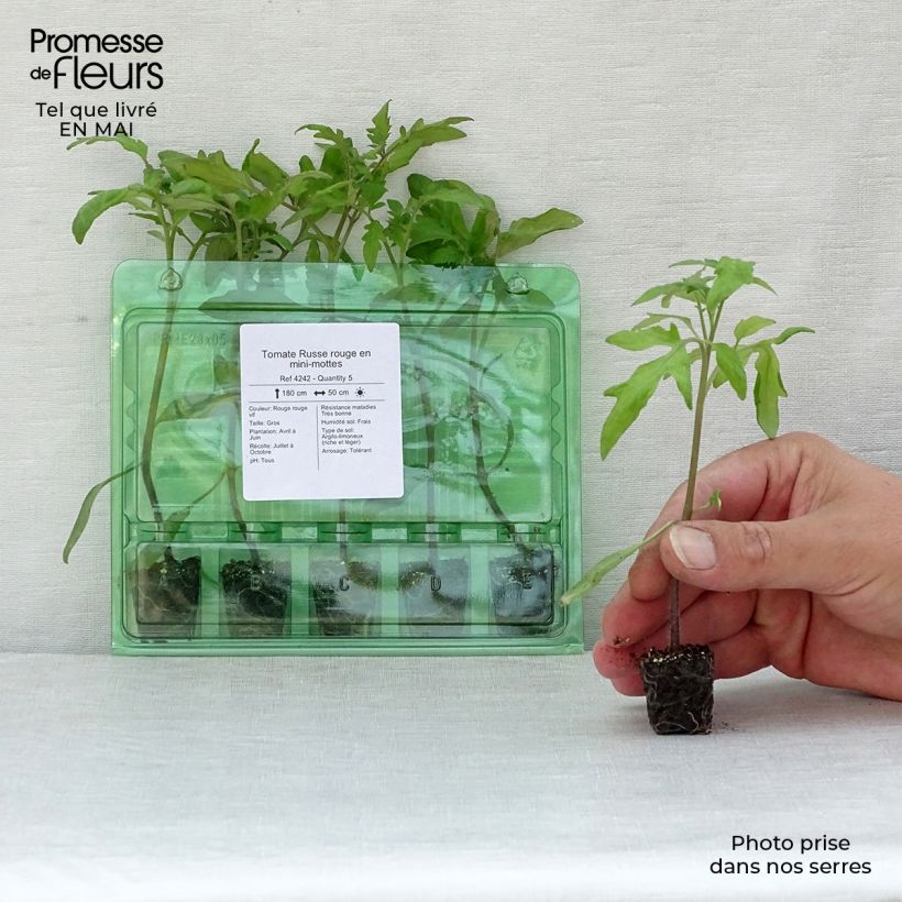 Example of Tomaat Russe Rouge (jonge planten) Mini-mot Ø 3/4 cm as you get in printemps