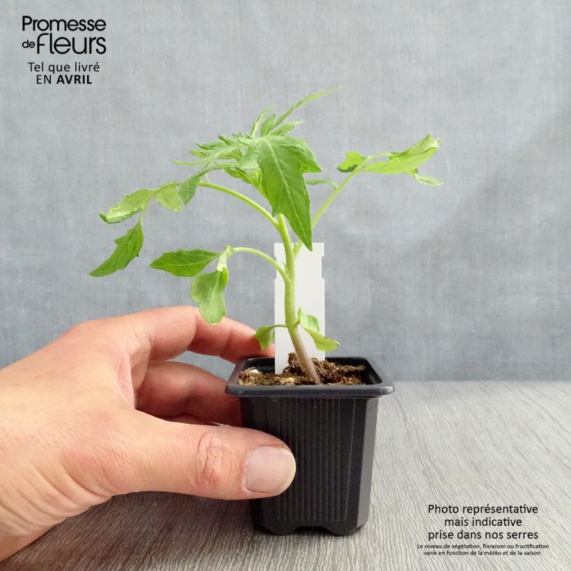 Exemplaar van Tomaat Saint-Pierre (jonge planten) Kweekpotje van 7/8 cm zoals geleverd in de winter
