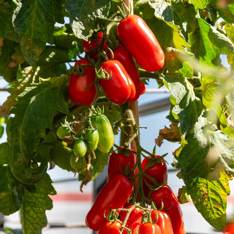 Tomaat San Marzano 2 BIO (Oogst)