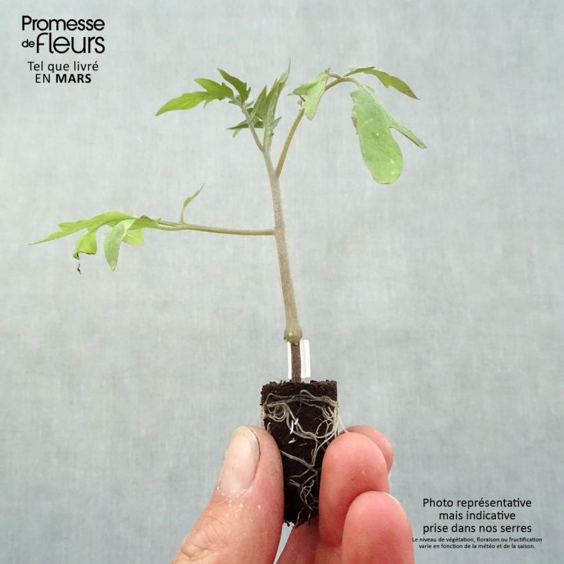Exemplaar van Tomaat Supersteak F1 (jonge planten - geënt) La Sélection du Chef® Mini-mot Ø 1,5/2,5 cm zoals geleverd in de lente