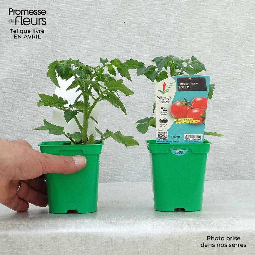 Exemplaar van Tomaat Totem F1 (jonge planten) Pot van 10 cm/11 cm zoals geleverd in de lente