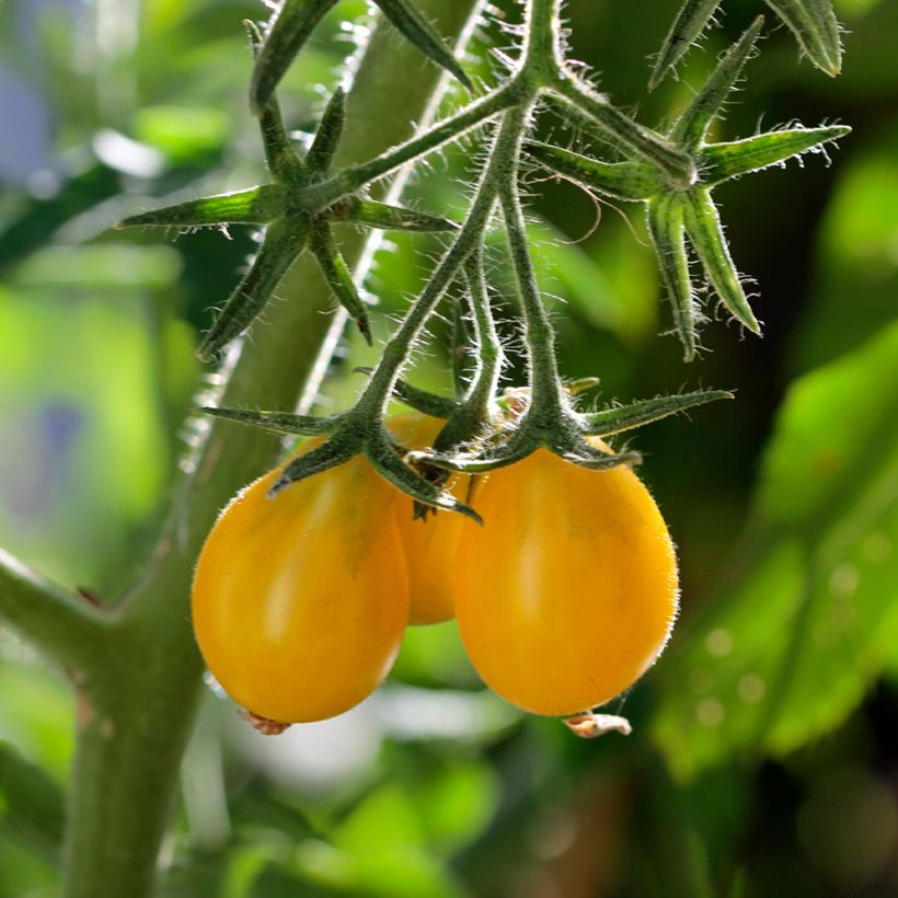CherrytomaatYellow Pearshaped BIO (Oogst)