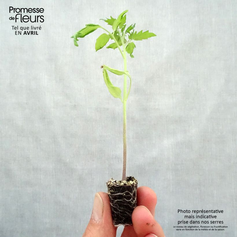 Example of Cherrytomaat Baby Boomer F1 Mini-mot Ø 3/4 cm as you get in printemps