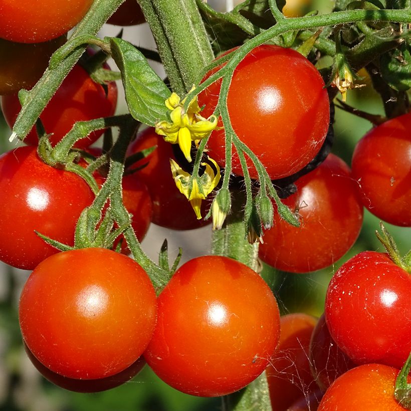 CherrytomaatGusta Mini Red BIO (jonge planten) (Oogst)