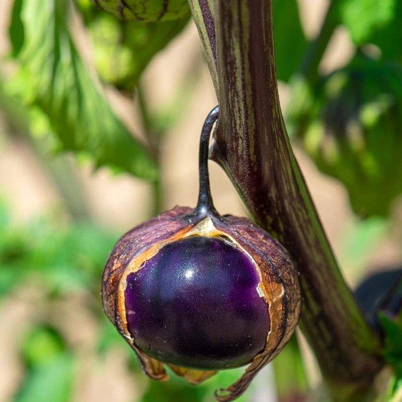 Tomatillo Violet BIO - Ferme de Sainte Marthe (Oogst)