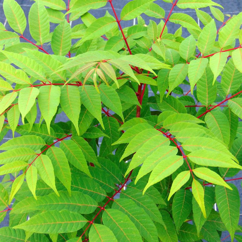 Toona sinensis Flamingo - Chinese mahonieboom (Blad)