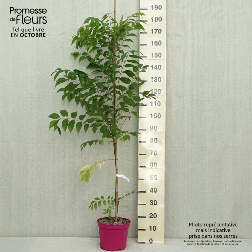 Exemplaar van Toona sinensis Flamingo - Acajou de Chine Pot de 4L/5L zoals geleverd in de herfst
