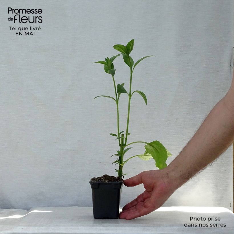 Exemplaar van Aardpeer Fuseau Kweekpotje van 7/8 cm zoals geleverd in de lente