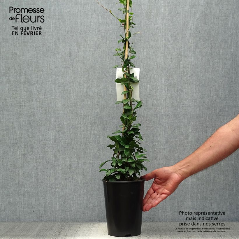 Exemplaar van Trachelospermum jasminoides Star of Toscane - Toscaanse jasmijn Pot van 2 l/3 l zoals geleverd in de herfst