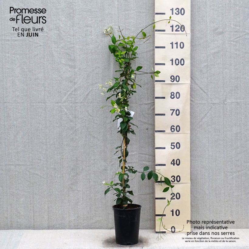 Exemplaar van Trachelospermum jasminoides Star of Toscane - Toscaanse jasmijn Pot van 2 l/3 l zoals geleverd in de zomer