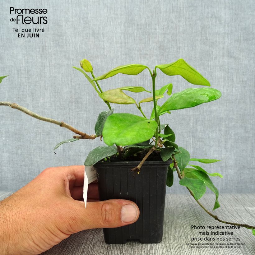Exemplaar van Trachelospermum asiaticum Chili & Vanilla - Faux-jasmin Kweekpotje van 8/9 cm zoals geleverd in de zomer