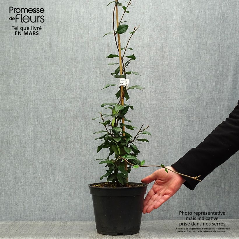Exemplaar van Trachelospermum asiaticum Chili & Vanilla - Faux-jasmin Pot van 3 l/4 l zoals geleverd in de lente
