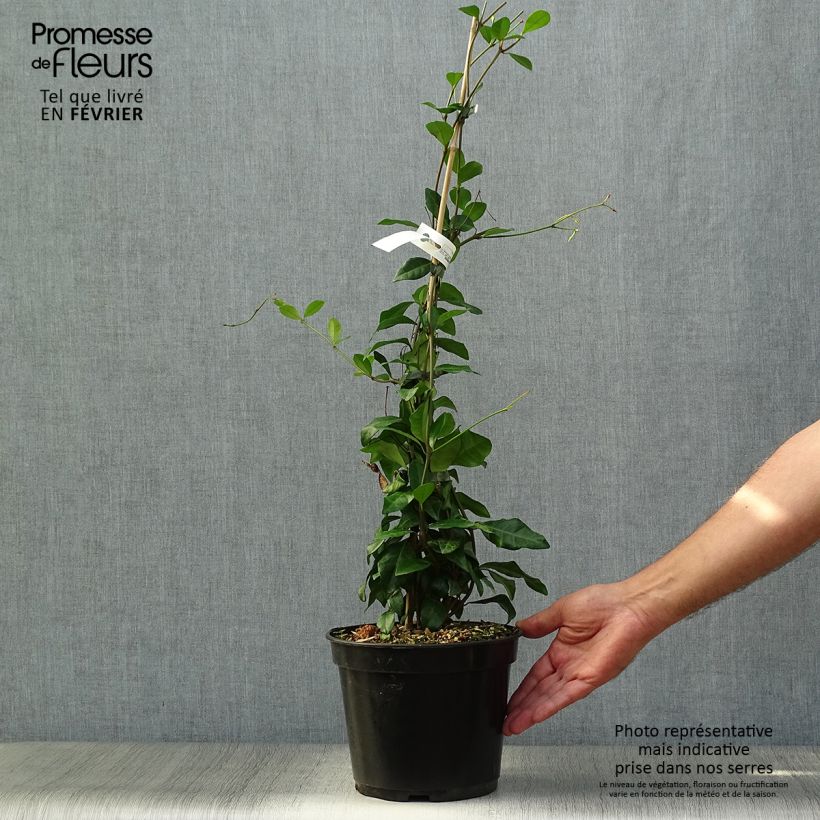 Exemplaar van Trachelospermum asiaticum Chili & Vanilla - Faux-jasmin  Pot de 3L/4L zoals geleverd in de herfst