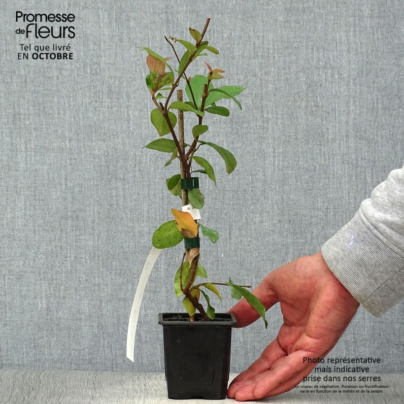 Exemplaar van Trachelospermum asiaticum - Japanse sterjasmijn Kweekpotje van 8/9 cm zoals geleverd in de herfst