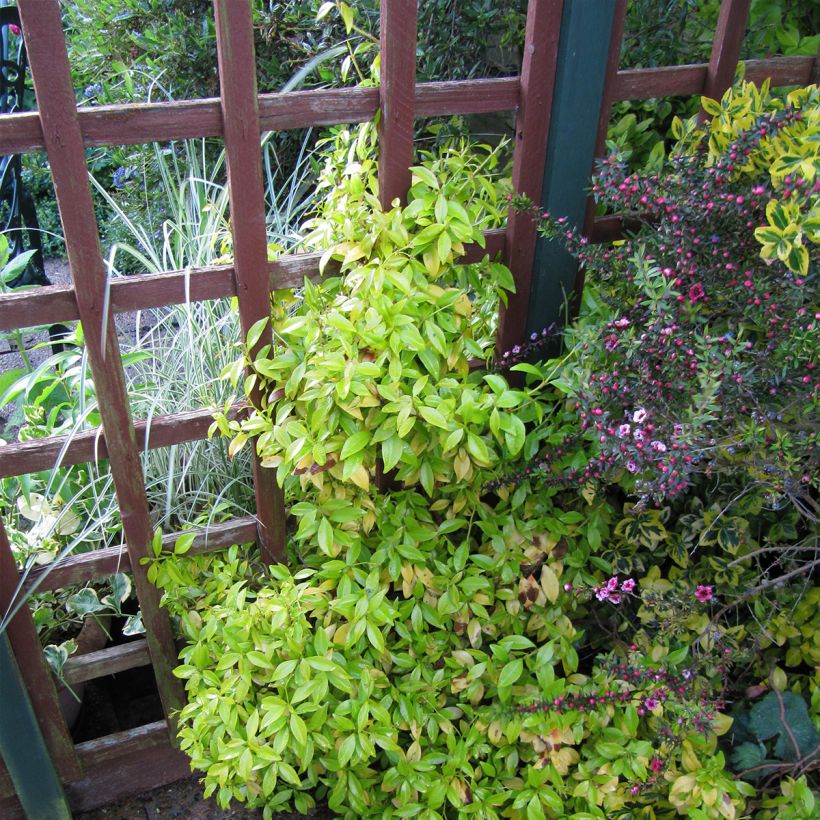 Trachelospermum asiaticum Golden Memories - Toscaanse jasmijn (Groeiplaats)