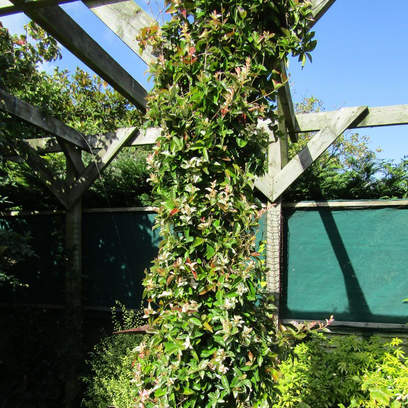 Trachelospermum asiaticum Goshiki Chirimen - Japanse sterjasmijn (Groeiplaats)