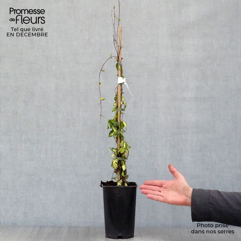 Exemplaar van Trachelospermum asiaticum Ogon-Nishiki - Japanse sterjasmijn Pot van 2 l/3 l zoals geleverd in de winter