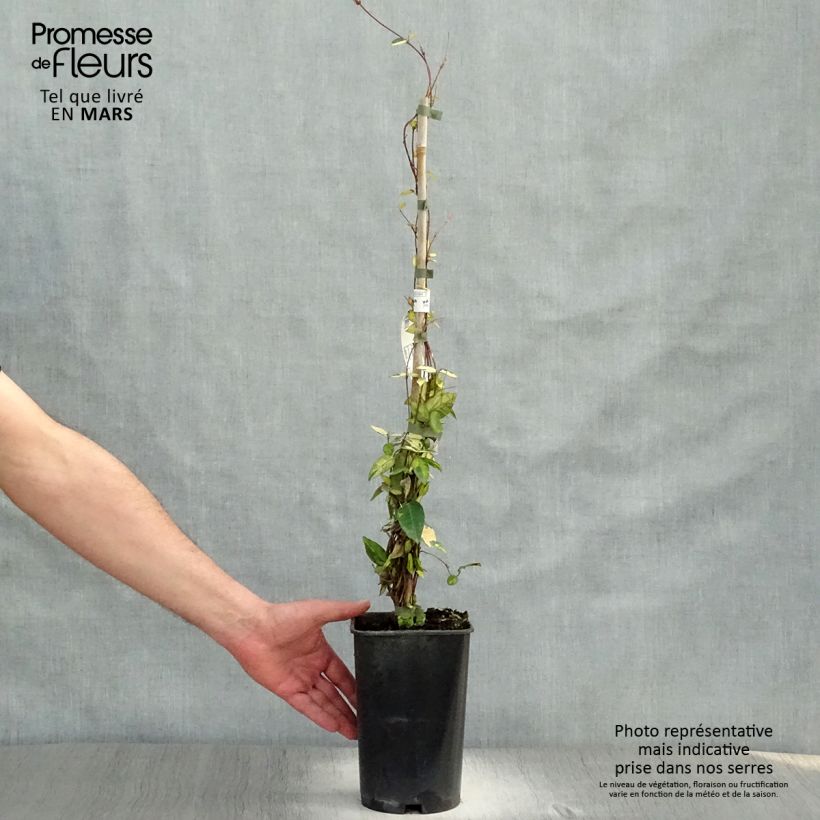 Exemplaar van Trachelospermum asiaticum Ogon-Nishiki - Japanse sterjasmijn Pot van 2 l/3 l zoals geleverd in de lente