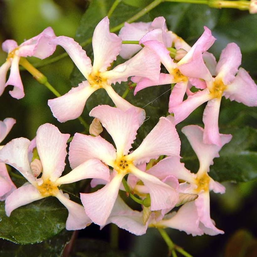 Trachelospermum asiaticum Pink Showers - Japanse sterjasmijn (Bloei)