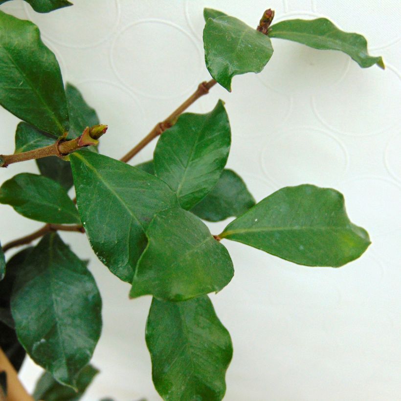 Trachelospermum asiaticum Pink Showers - Japanse sterjasmijn (Blad)