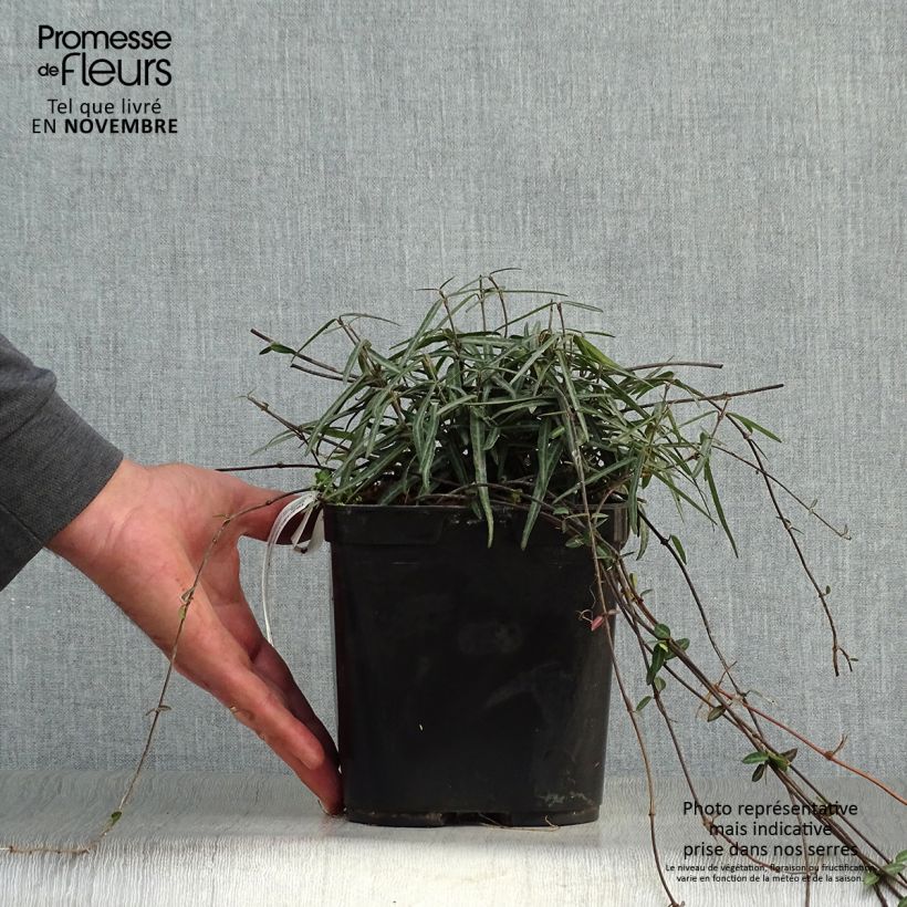 Exemplaar van Trachelospermum asiaticum Theta - Japanse sterjasmijn Pot van 3 l/4 l zoals geleverd in de herfst