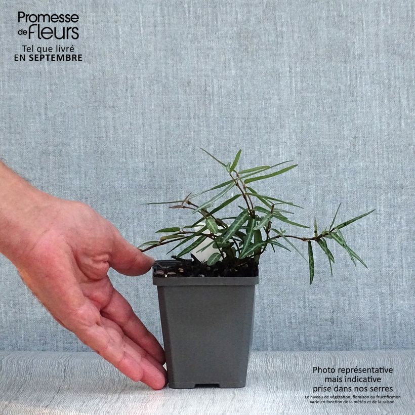 Exemplaar van Trachelospermum asiaticum Theta - Japanse sterjasmijn Kweekpotje van 8/9 cm zoals geleverd in de herfst