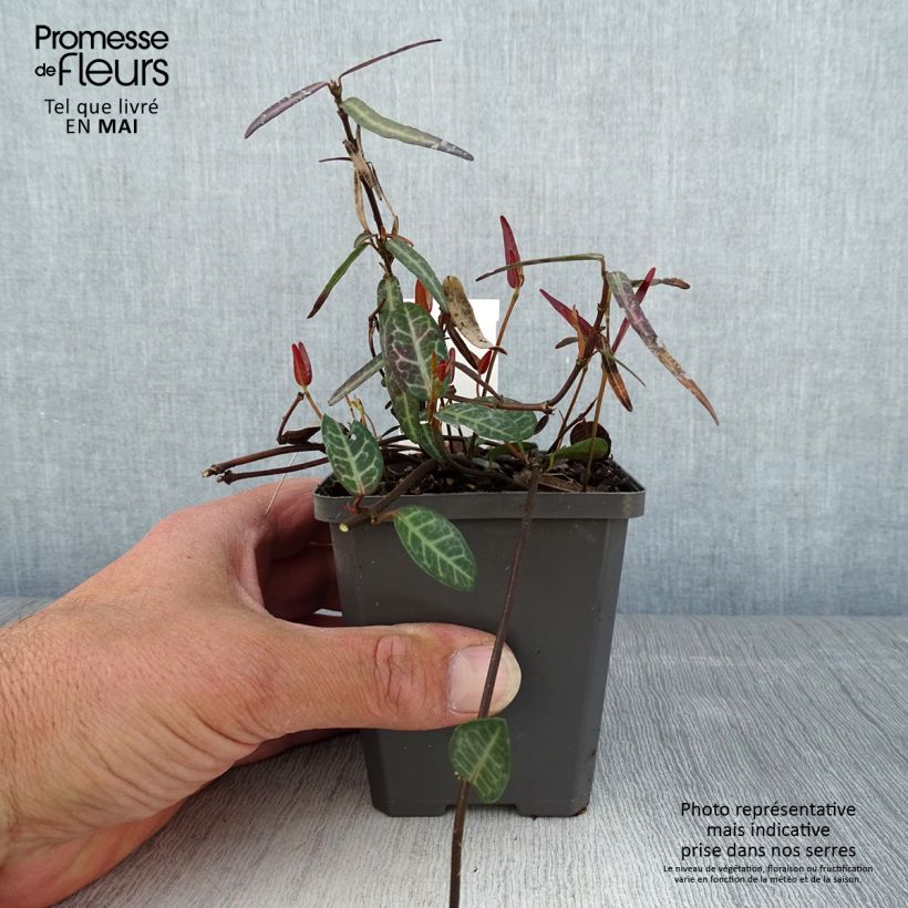 Exemplaar van Trachelospermum asiaticum Theta - Japanse sterjasmijn Kweekpotje van 8/9 cm zoals geleverd in de lente