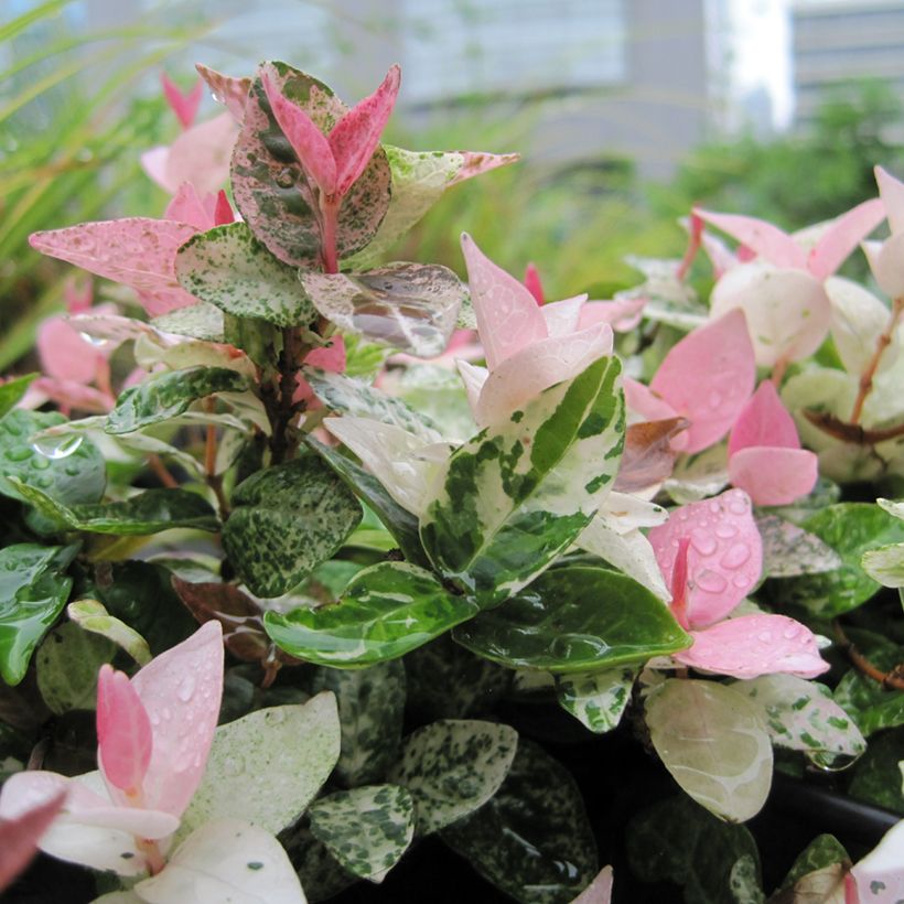 Trachelospermum asiaticum Tricolor - Japanse sterjasmijn (Blad)