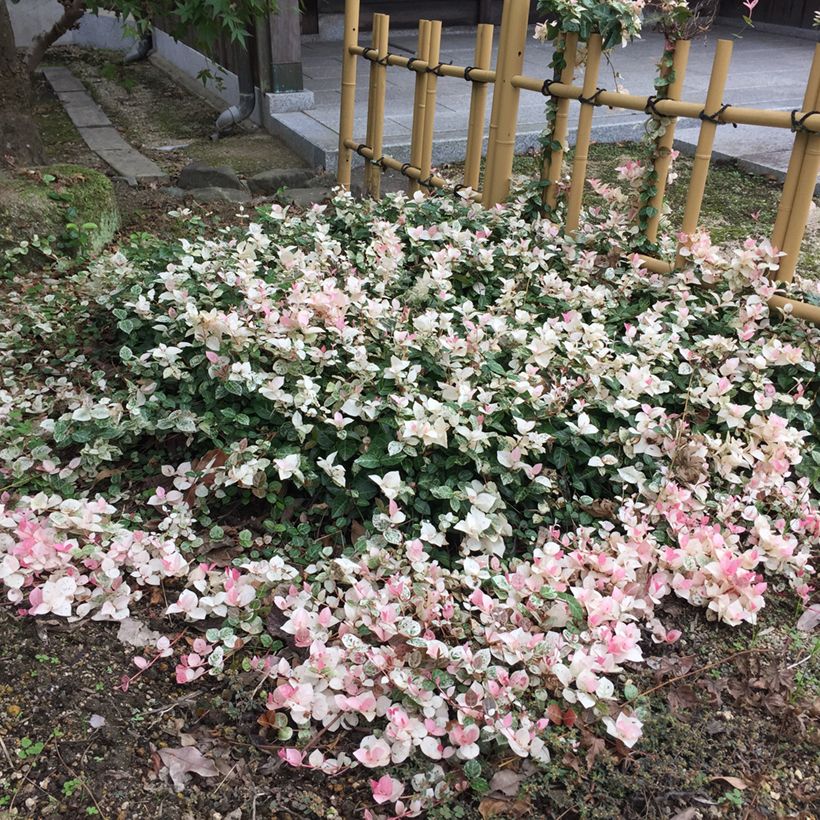 Trachelospermum asiaticum Tricolor - Japanse sterjasmijn (Groeiplaats)